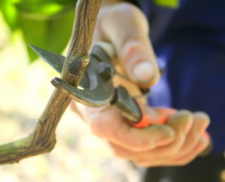 4 Signs You Need a Tree Pruning Service 1