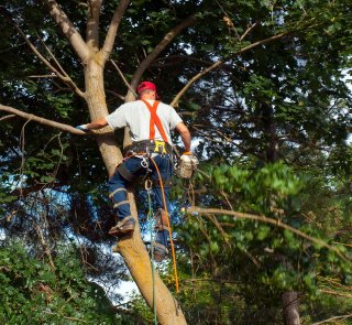 Tree Pruning Common DIY Hazards 2